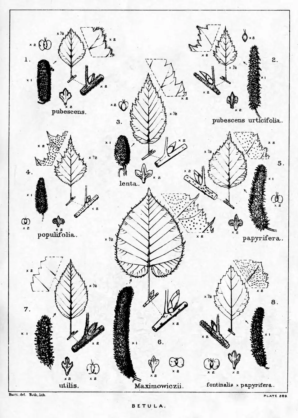 Plate 269: Betula ; leaves, etc.