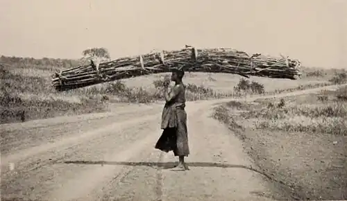 A woman balancing a huge load of sticks on her head