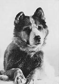 Photographic portrait of a dog lying with its head up