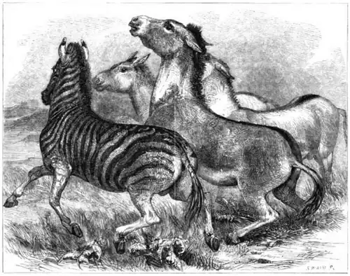 The Zebra, the Gour, and the Kiang: the latter is the principal figure in the centre, partly covering two figures of the Gour.