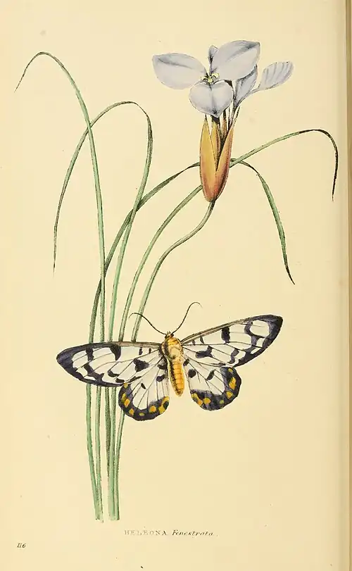 Plate 116.