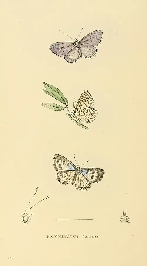 Plate 133.