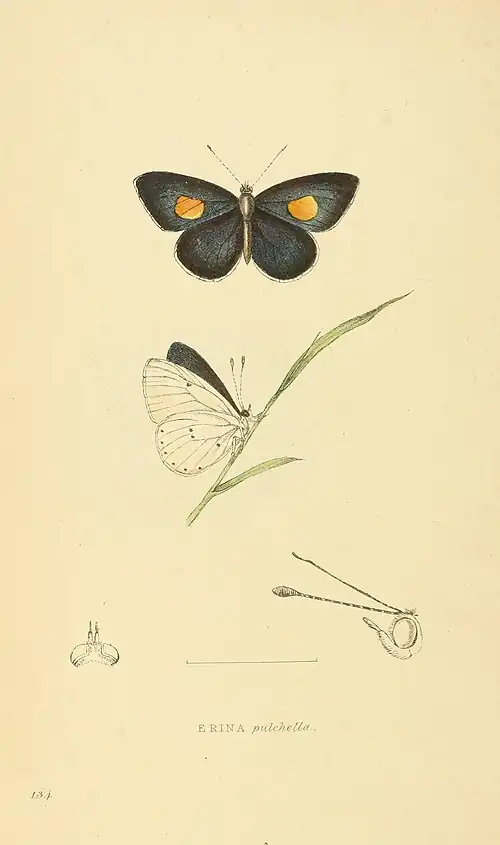 Plate 134.