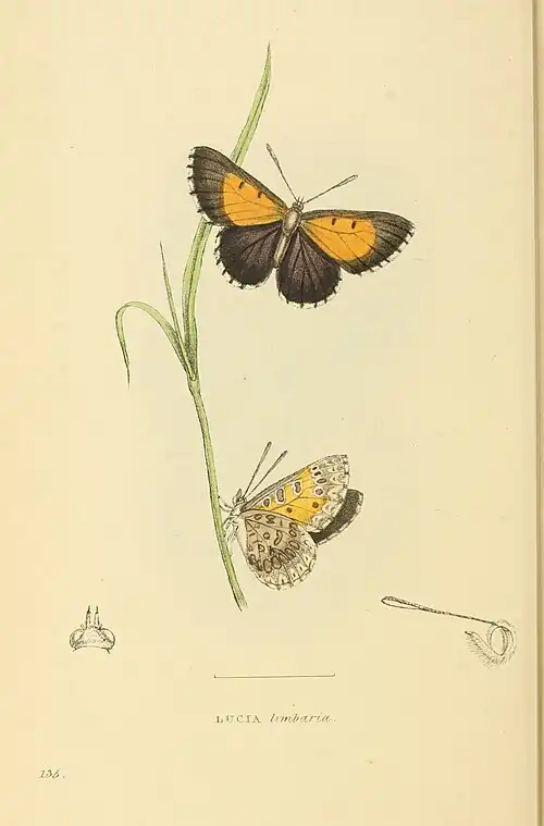 Plate 135.