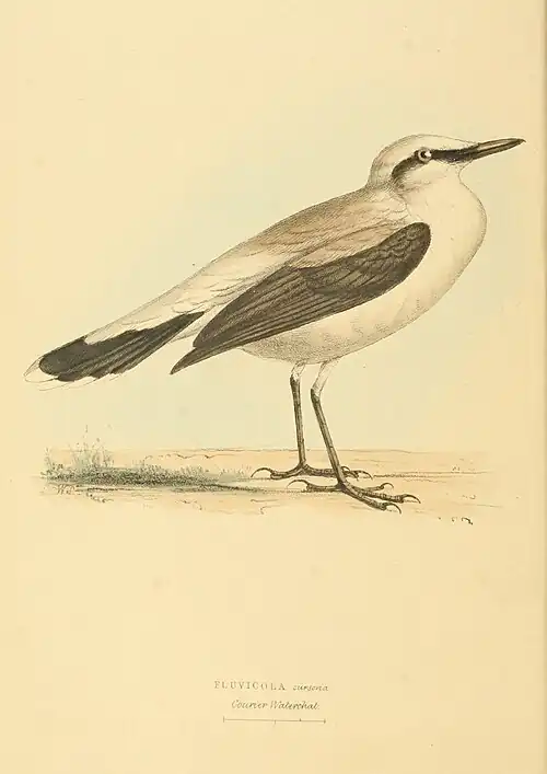 Plate 46.