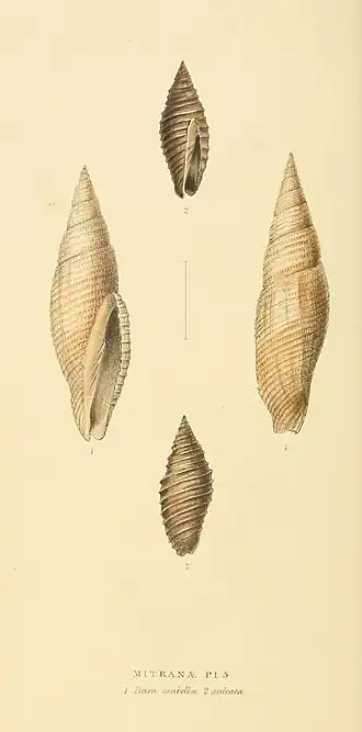 Plate 50.