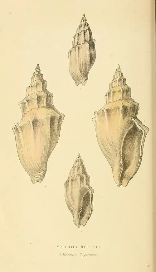 Plate 53.