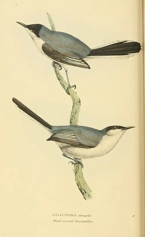 Plate 57.