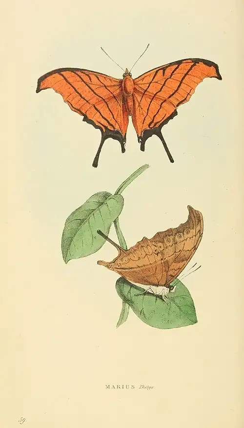 Plate 59.