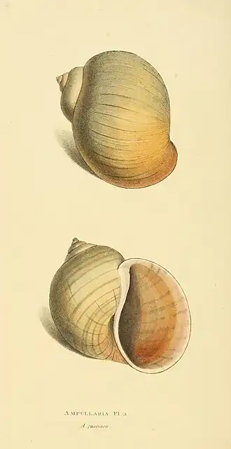 Plate 64.
