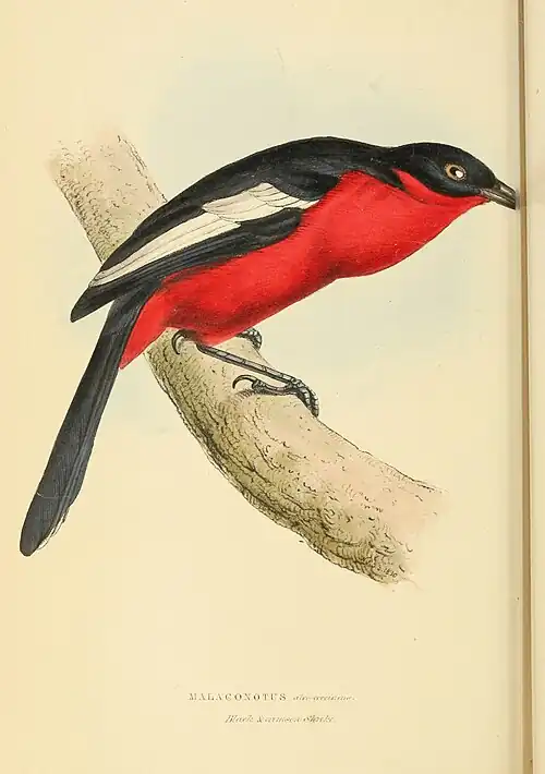 Plate 76.
