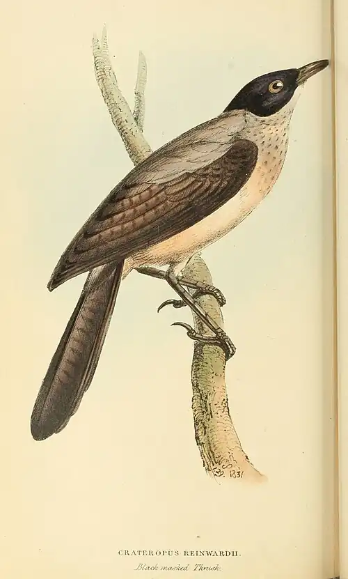 Plate 80.