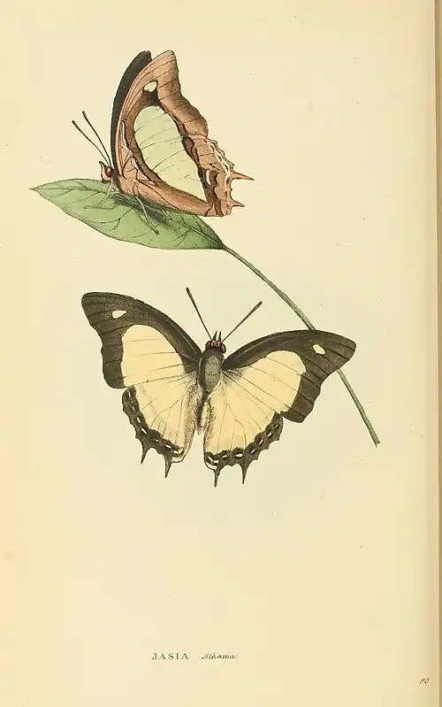 Plate 90.