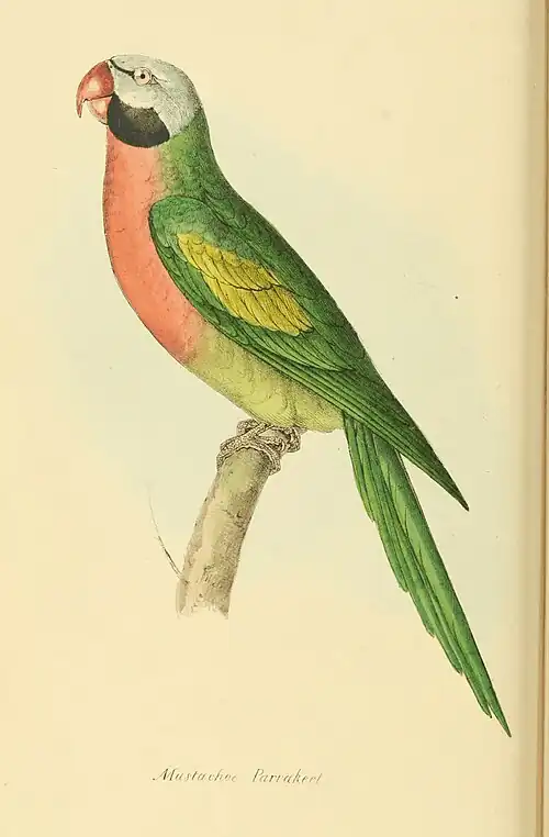 Plate 16.
