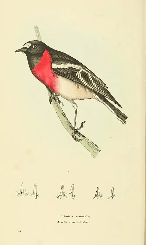 Plate 36.