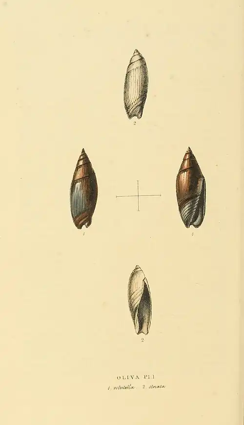 Plate 40.