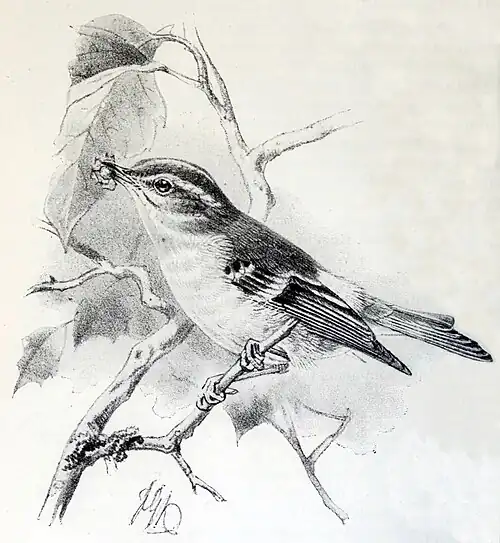 Pallas's Willow Warbler