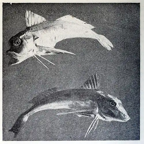 Photo of fish, taken by Mr. Rumbold