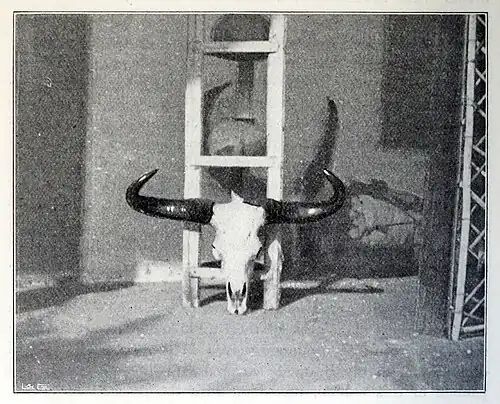 Skull and Horns.