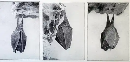 Rhinolphus hipposideros, Bechst.