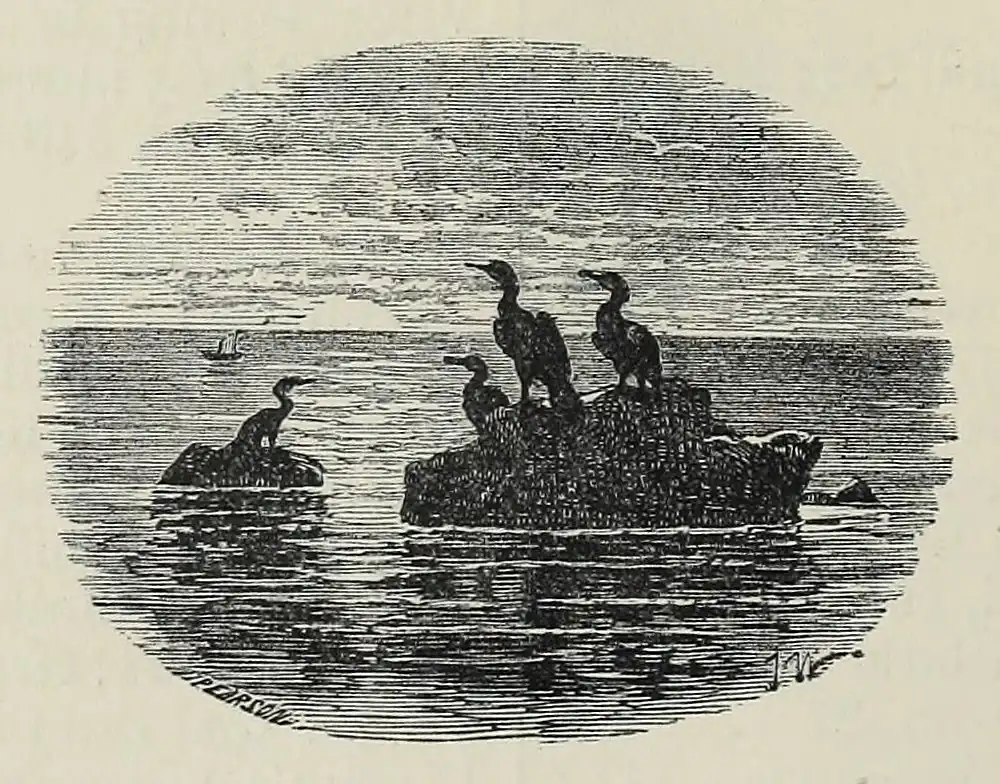 image of cormorants on a rock in the sea
