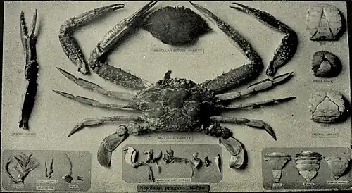 image of NEPTUNUS PELAGICUS