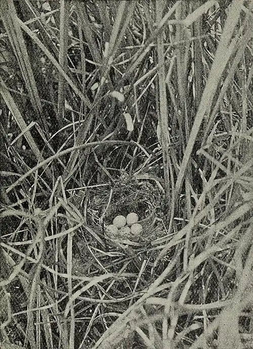 image of Nest of Bearded Titmouse