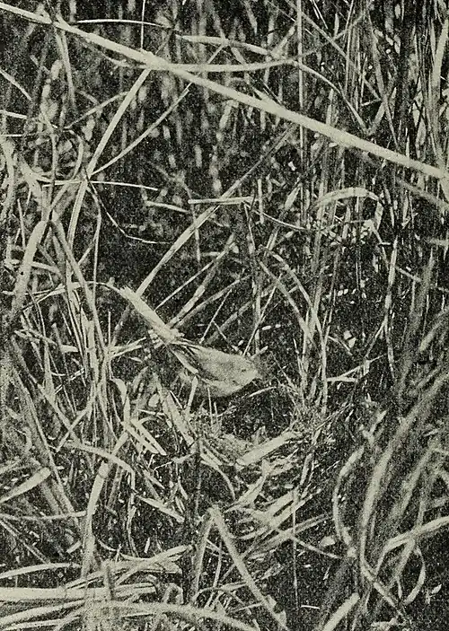 image of Bearded Titmouse feeding young