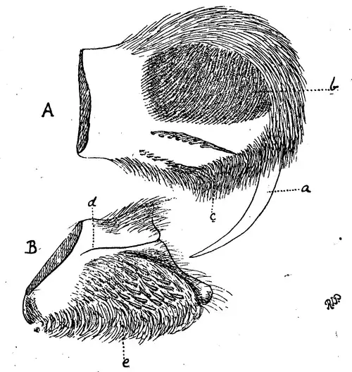 Stridulating organ of Harpactira chrysogaster.