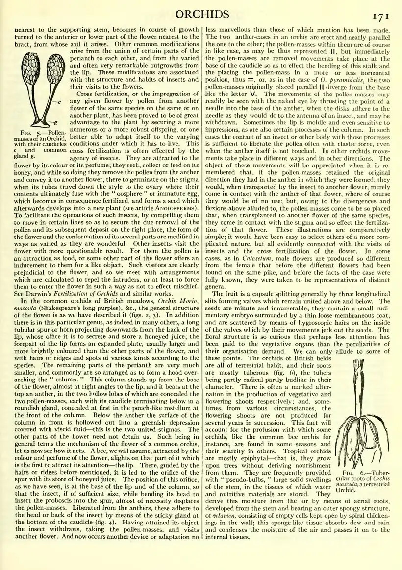 EB1911 - Volume 20.djvu