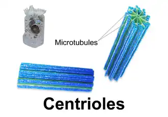 Centrioles.