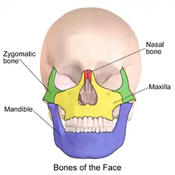 Facial bones