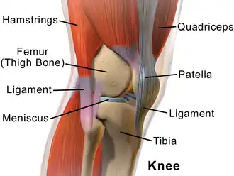 Anatomy of the knee, viewed from the side.