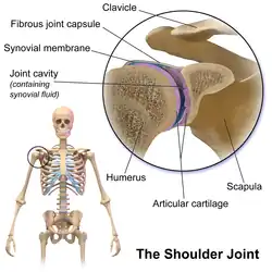 Shoulder joint.