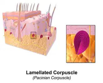 Lamellar corpuscle.
