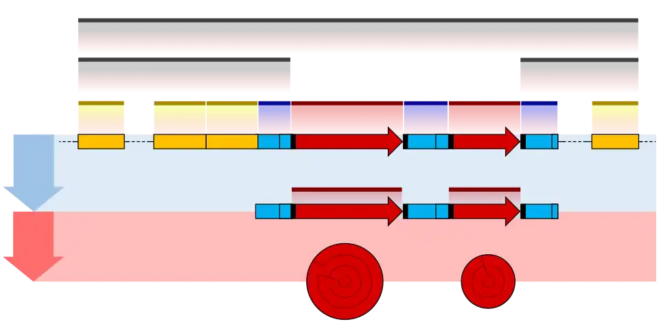 Prokaryote gene structure diagram