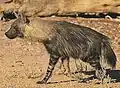 Hyena