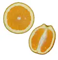 Orange (Citrus sinensis) cross section