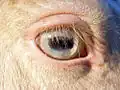 Horse pupils are horizontal ovals