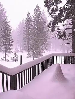 The forest in Winter, Tahoe, California