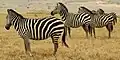 Zebra