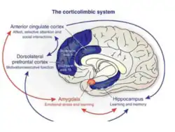 Image of brain, with a focus on the anterior cingulate cortex