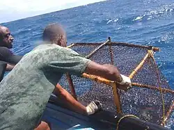 Now cleared of its catch the pot is sent down to "work" again.