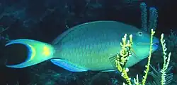 Adult male Stoplight Parrotfish, known locally as Parrot Chubs, are regularly seen on both reefs.