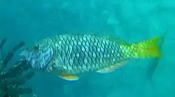 Other juvenile or female stoplight Parrot Fish are known in Barbados as "Brown Chubs"