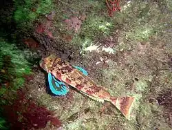 Cape Gurnard showing the blue on its pectoral fins