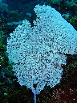 Sea fans resist the powerful wave action on the seaward side of both reefs and thrive in it. Red has been leached from the purple colour of this specimen by the depth.