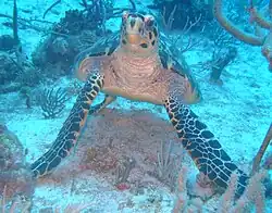 This one was surprised at the human, before turning rapidly away.