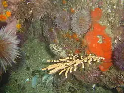 Cutlefish and possibly eggs on a sea fan