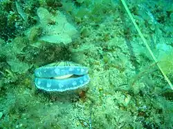 Scallop Equichlamys bifrons under the old jetty